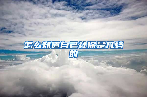 怎么知道自己社保是几档的