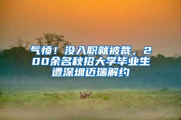 气愤！没入职就被裁，200余名秋招大学毕业生遭深圳迈瑞解约